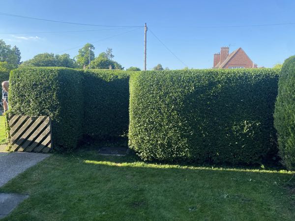 Tall beech hedge cut square and level, with the lawn edged and cleared, at a Bedford property